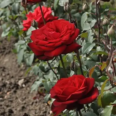 Rosa Burgundy™ - roșu - trandafir teahibrid